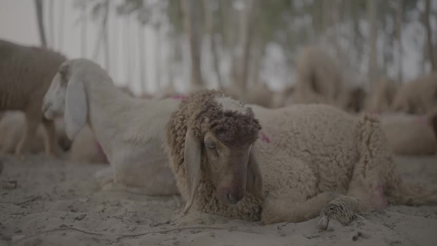 A group of fluffy sheep resting and lying down on dry sandy ground in a dusty rural farm pasture area.