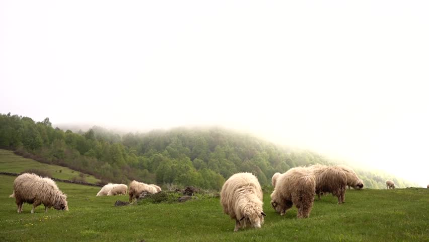 A beautiful view of a flock of fluffy white sheep grazing on a grassy mountain hillside in the morning fog.