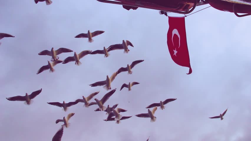 A flock of seagulls flying together in the air next to a red flag of Turkey hanging from a boat deck.