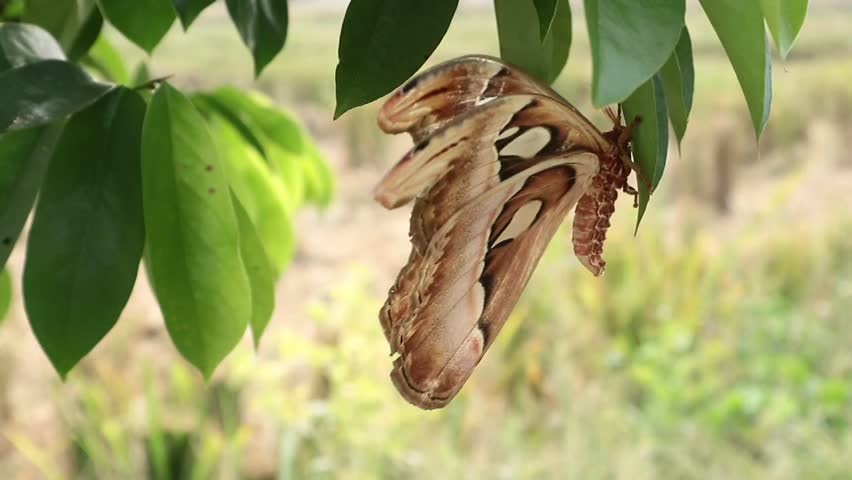 A beautiful macro shot of a large Atlas moth (Attacus atlas) resting gracefully on fresh green leaves of a tree branches in its natural tropical habitat