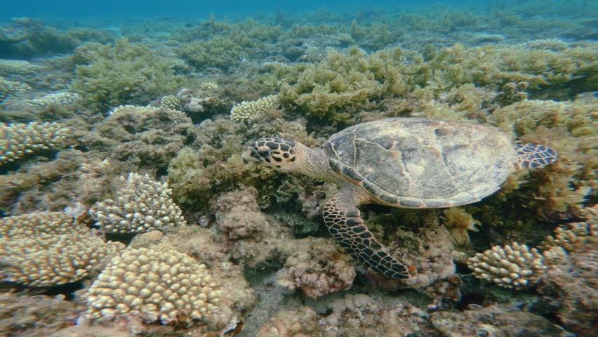 Huge Green Sea Turtle Fast Swimming above sea bed