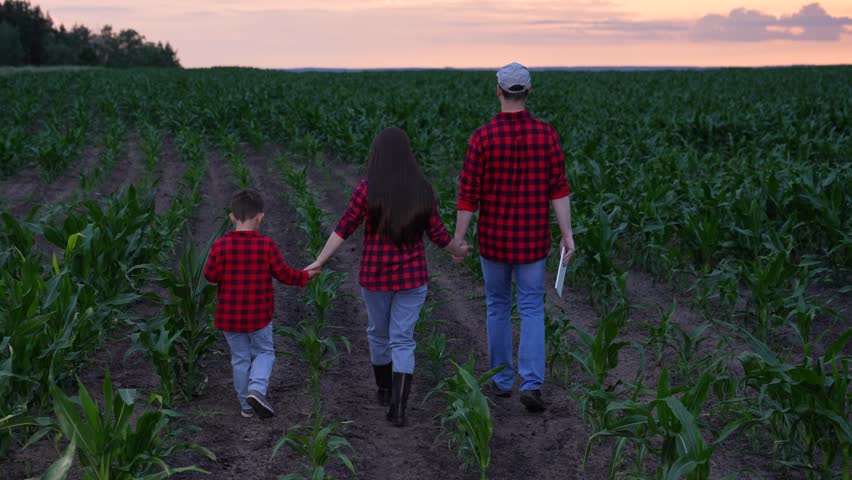 mother father child holding hands, happy people man woman child, Family walking on the farm at sunset, Parents and child enjoying rural life, Family time in cornfield, Evening walk in the countryside