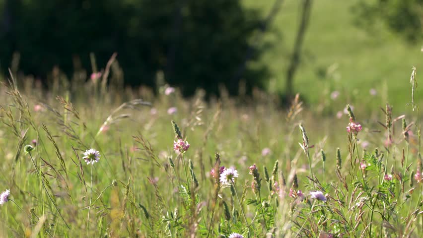 Close-up shot of colorful wildflowers and tall grasses swaying gently in a sunlit rural meadow.