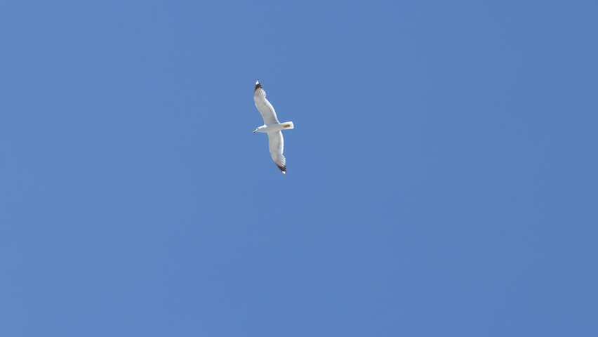 A lone white seagull glides gracefully across a bright blue sky with minimal camera movement.