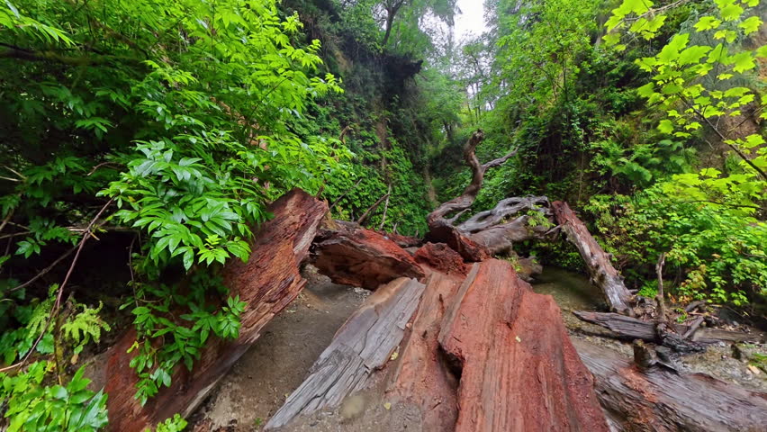 Climbing Over Large Trees at Canyon Entrance in Redwood National Park
