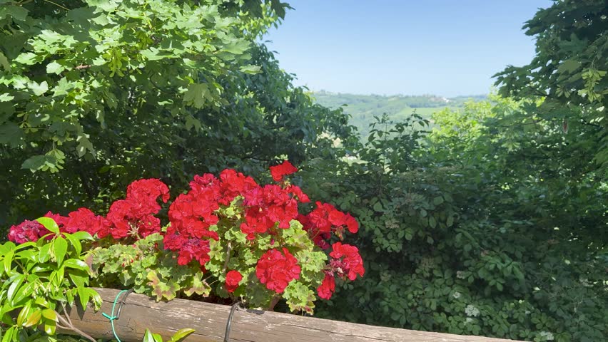 Red geraniums bloom in a wooden planter against a lush green valley under bright sunlight.