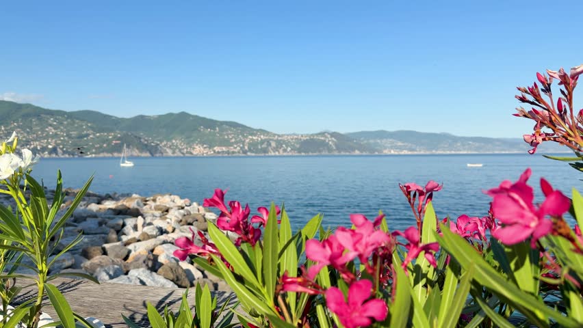 Vibrant pink oleander blossoms sway gently before a calm blue sea and distant coastal mountains.