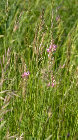 Close-up shot of pink wildflowers and tall grass swaying gently in a sunny summer field.
