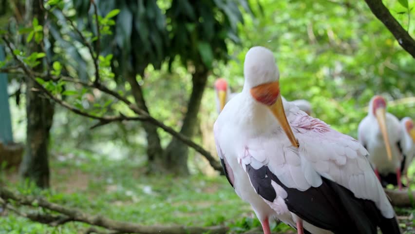 side portrait of yellow billed stork in nature, close up of stork preening time in the wild, white peacock in the park