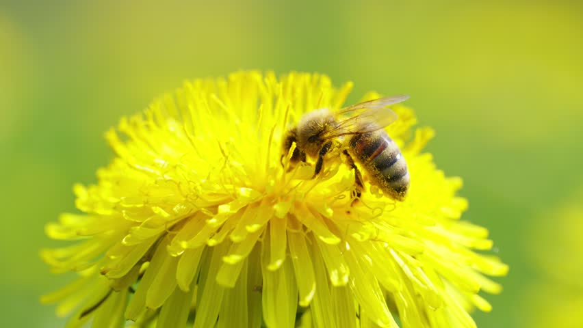 Honey bee crawls across vibrant yellow dandelion collecting pollen in spring sunlight