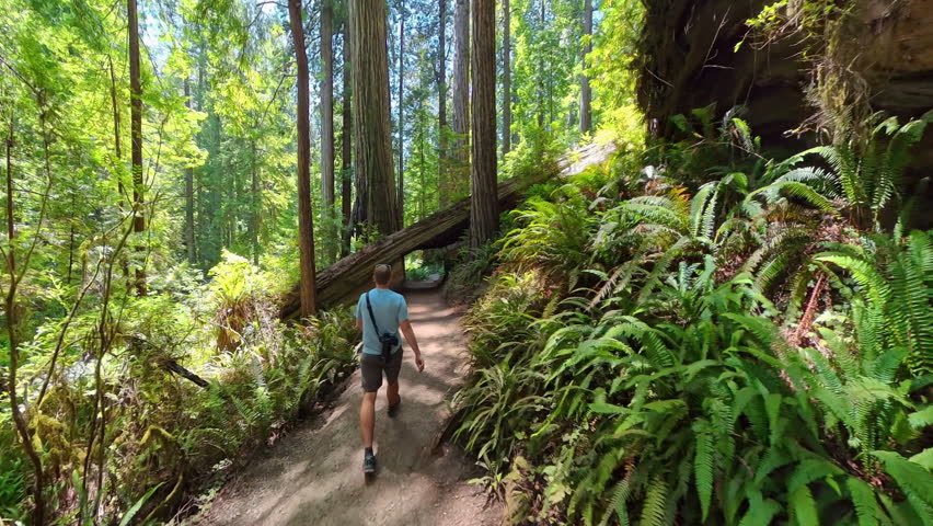 Following Man Under Redwood Trees in Jedediah Smith State Park