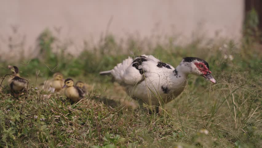 A mother duck walks through meadow grass with her ducklings following closely behind. This peaceful wildlife scene captures parental care, natural behavior, and rural life.