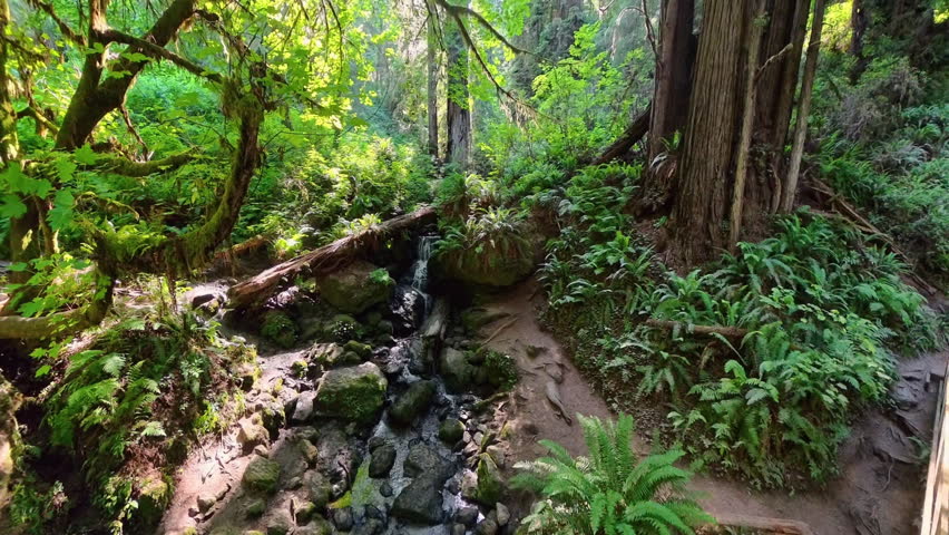 High View of Trillium Falls im Redwood National Park