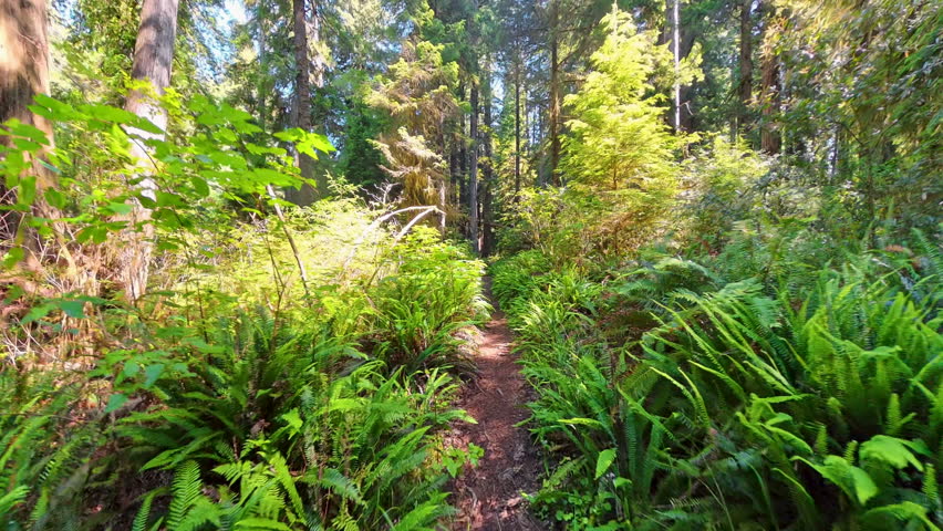 Hiking Through Redwood Forest on Sunny Morning in Summer