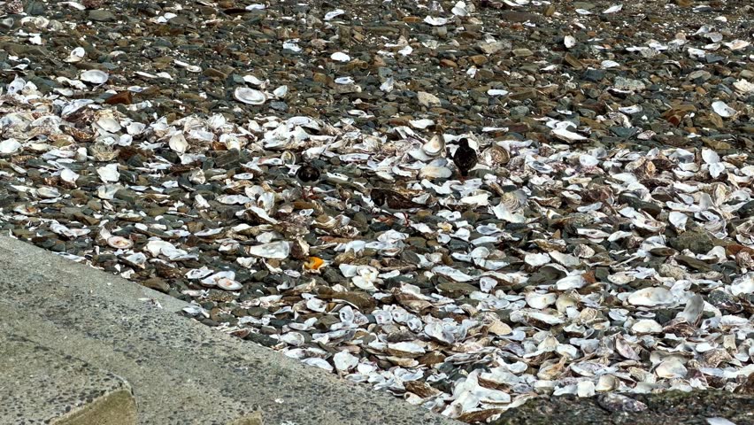 Birds walking on a rocky beach with natural rock shelves visible.