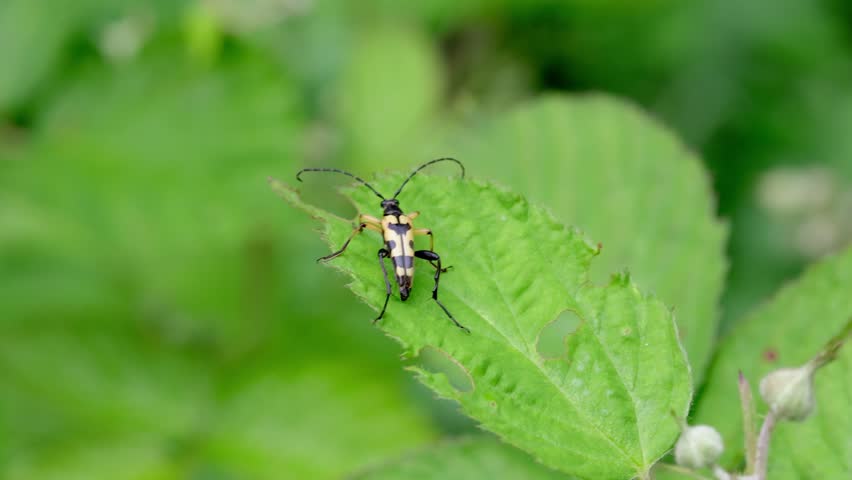 A Longhorn Beetle, Strangalia maculata, on a leaf. Spring. UK