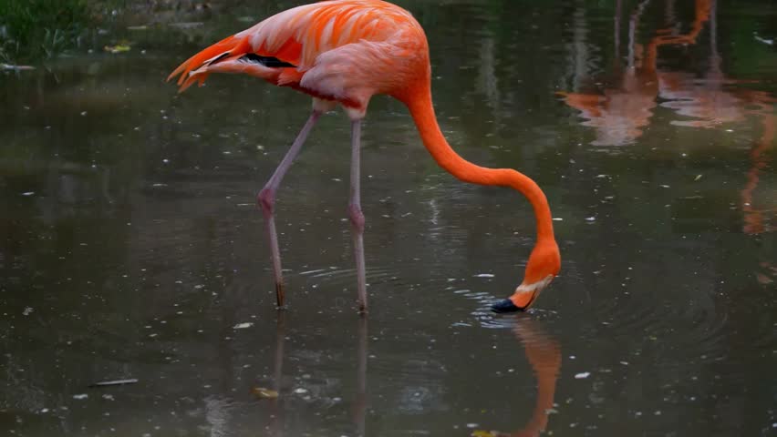 A vibrant pink flamingo feeds gracefully in dark, reflective water.