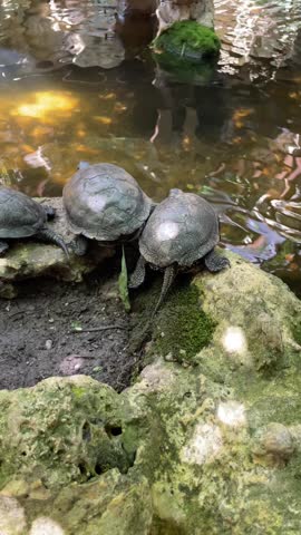 Vertical 4K footage of three turtles sitting on a lakeside rock, basking under the sun and looking at the calm water surface