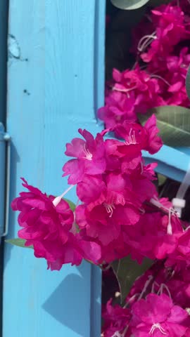 Vertical 4K close up view of vibrant crimson flowers blooming next to a rustic blue wooden fence on a bright sunny day