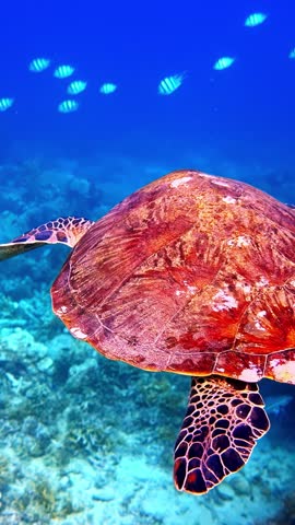 Detailed underwater shot tracking a large sea turtle swimming over a vibrant coral reef as small striped fish hover above.