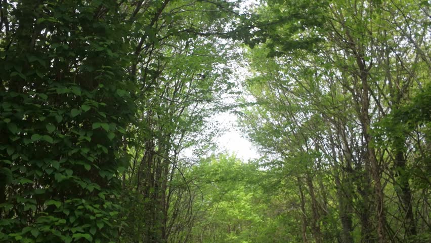 Tall trees and ivy on both sides of the frame with a clearing in the center leading to more greenery.