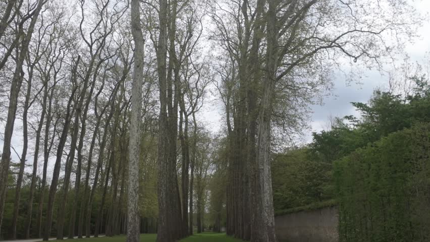 Tall Trees with budding leaves next to cement and greenery walls in the gardens of Versailles.