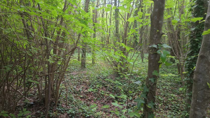 A still shot of a forest floor covered in greenery and leaves.