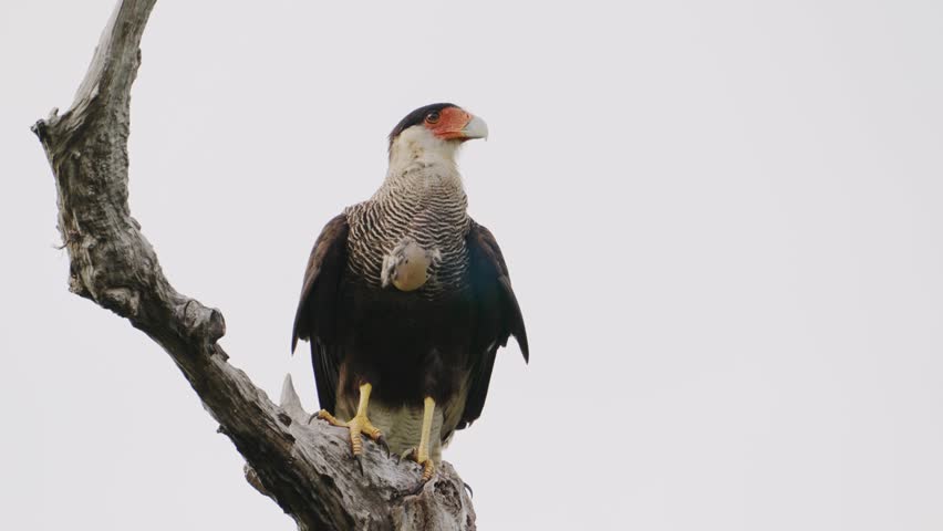 A Crested Caracara stands majestically on a tree branch, set against a pale sky. Ideal for wildlife documentaries or educational content about birds of prey.