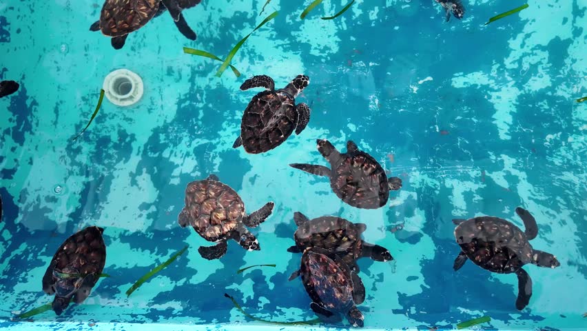Top-down footage multiple baby sea turtles swimming in blue rehabilitation and conservation pool. wildlife protection, sea turtle rescue programs, and biodiversity preservation effort