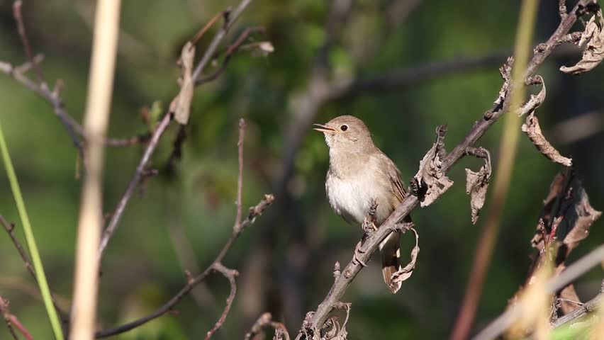 Close up of a thrush nightingale (Luscinia luscinia) perched on a dry branch and singing beautifully in spring or summer, with natural green background and authentic bird song audio