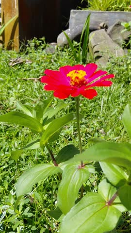 Close-up of a vibrant red Zinnia flower blooming in a green grass garden under bright sunlight, gently swaying in the wind.