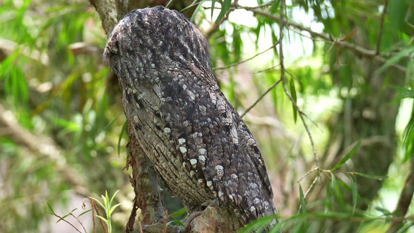 A wild Tawny frogmouth (Podargus strigoides) perches on tree branch camouflaged among the tree bark and woodland forest environment. close up shot.