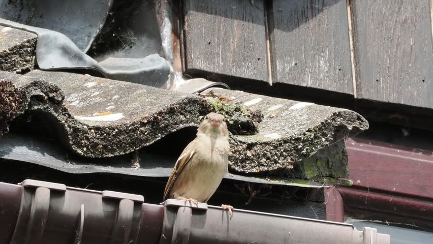 House sparrow on the roof checking surroundings before squabbling with another sparrow.