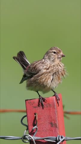Vertical close up of a small brown songbird with fluffed feathers perched on a red metal fence post with wire against a smooth solid green background.