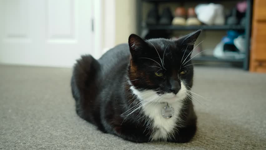 Domestic cat loaf position on carpet inside home. Black and white pet resting quietly with alert eyes and visible collar tag. Indoor animal portrait with cozy room background and everyday pet life