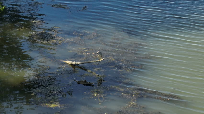 Tracking video clip of a black-crowned night heron perched on a floating log in marshy river water with green algae during daytime.