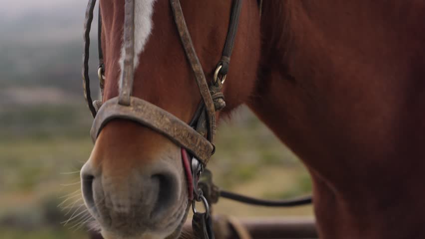 Domestic horse, Equus ferus caballus, wearing traditional gaucho bridle and bit near El Chaltén, Santa Cruz, Argentina, featuring attentive gaze and working ranch heritage, pan and push in to eye shot