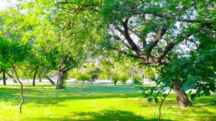 Majestic Green Trees in a Sunlit Park Landscape with Lush Grass and Natural Serenity