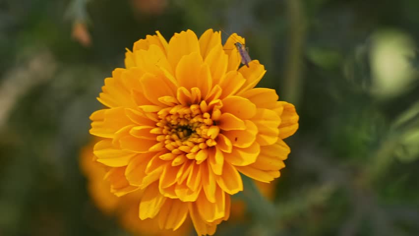 Close up macro footage of a vibrant yellow marigold flower blooming outdoors in natural light with shallow depth of field and soft blurred background.
