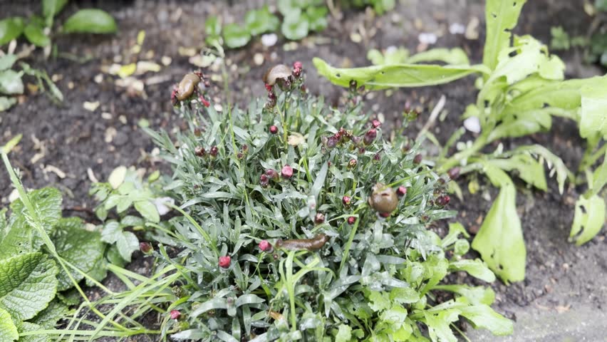 Small snails on a green garden plant with leaves and tiny buds in a natural outdoor setting