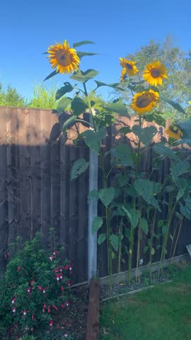 Spanning Across Garden Showing Tall Sunflowers Growing Against Garden Fence On A Sunny Day