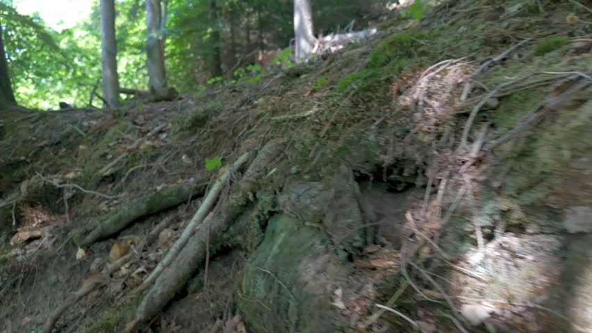 Moss Covered Rock and Tree Trunk in Lush Forest - Nature B-Roll Footage