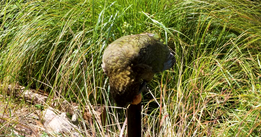 Kea eating an orange slice at Willowbank Nature Reserve, Christchurch,New Zealand. Kea is a large parrot that is endemic to the forests and alpine regions of the South Island of New Zealand