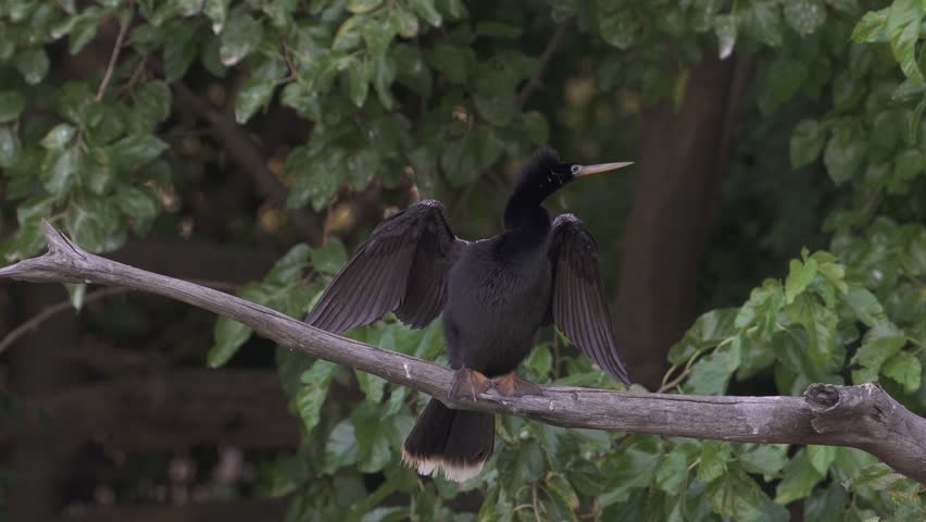 Anhinga bird perches on a branch with wings spread wide, surrounded by dense green foliage. Ideal for wildlife documentaries or educational content about bird behavior.