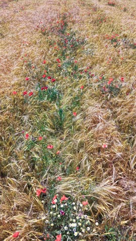 Golden wheat field with red poppies in summer countryside