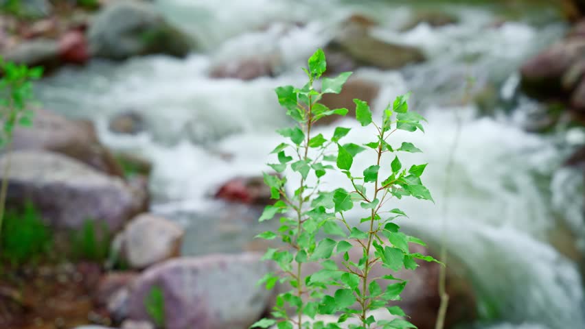 Willow tree branches sway in wind against blurred mountain landscape with rushing river in background, natural outdoor close up scene.