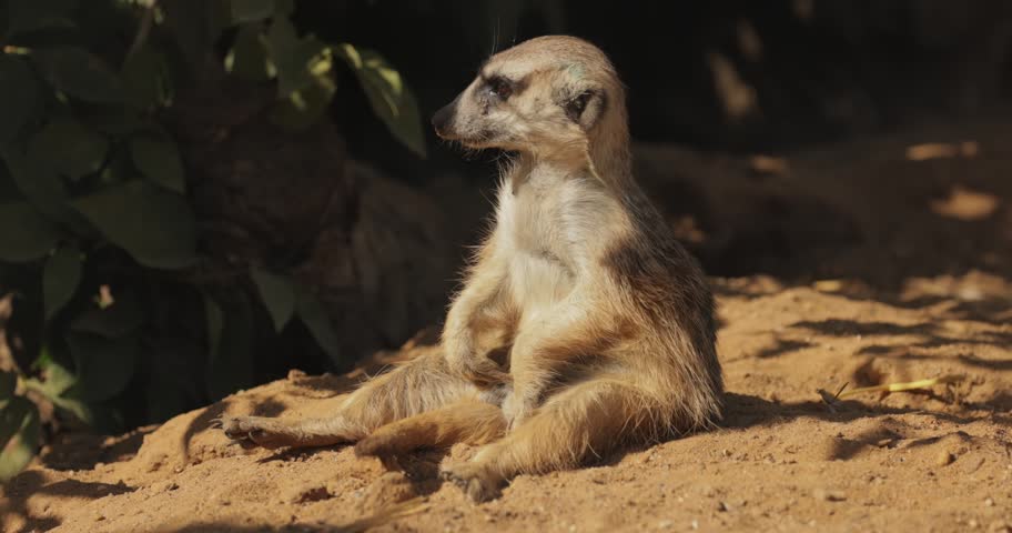 Meerkat sitting on sand cleaning fur in sunny desert habitat.