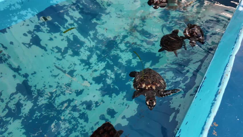 Overhead multiple baby sea turtles swimming together and interacting in shallow conservation pool. Juvenile marine reptiles paddle closely as a group, natural social behavior and coordinated movement