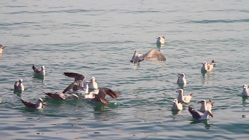 Flock of seagulls feeding on the sea. Birds feeding. Slow motion
