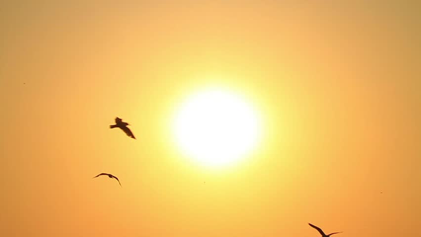 Seagull flies into the sky towards the sun. Sunset Slow Motion Royalty-Free Stock Footage #4100809
